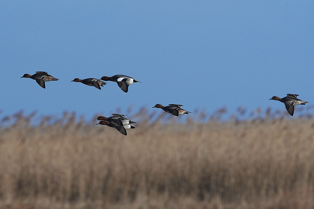 Wigeon - Cley 11/02/22