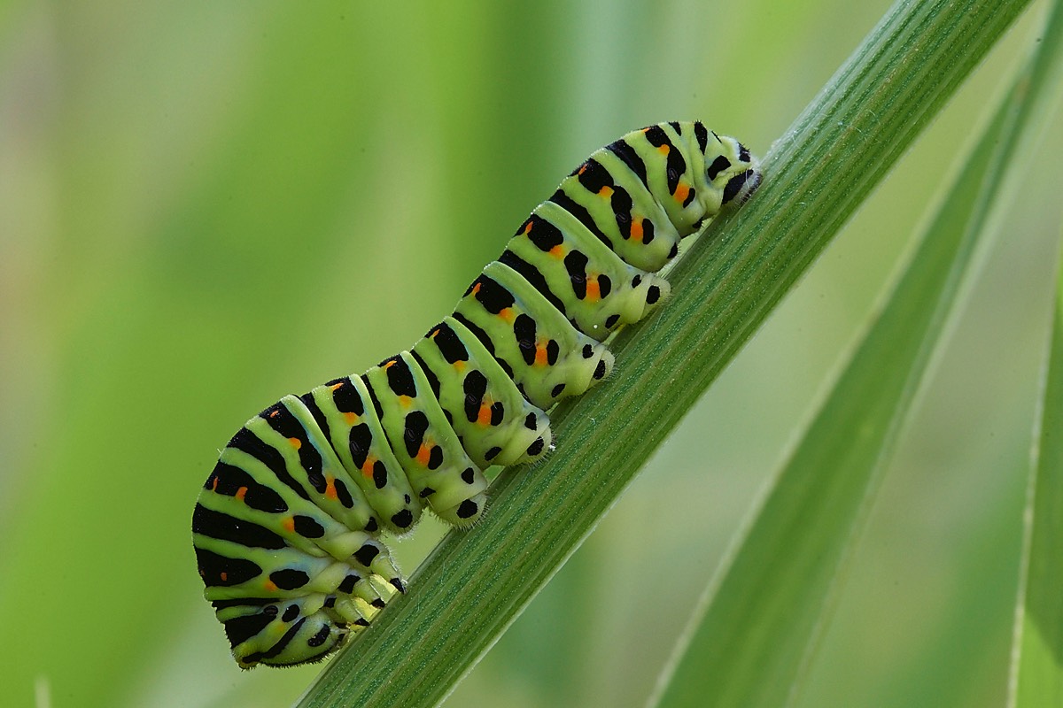 Swallotail Caterpillar - Wheantfen 11/07/22