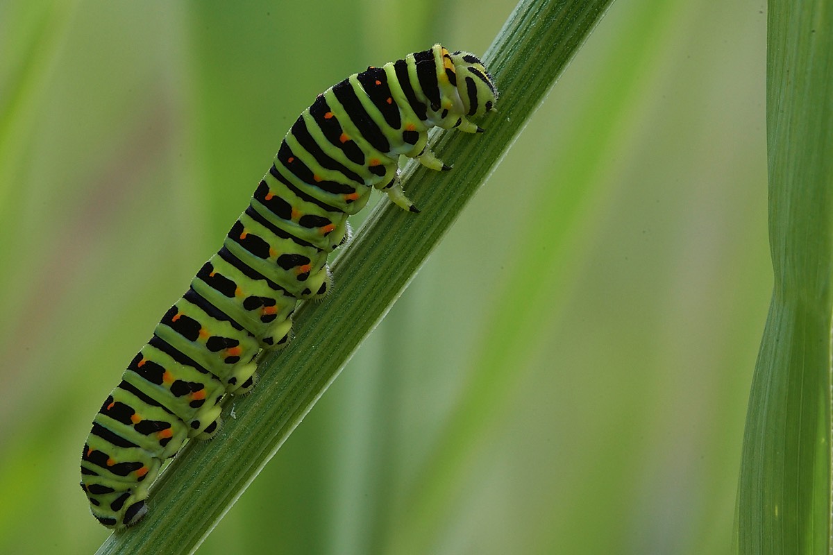Swallotail Caterpillar - Wheantfen 11/07/22