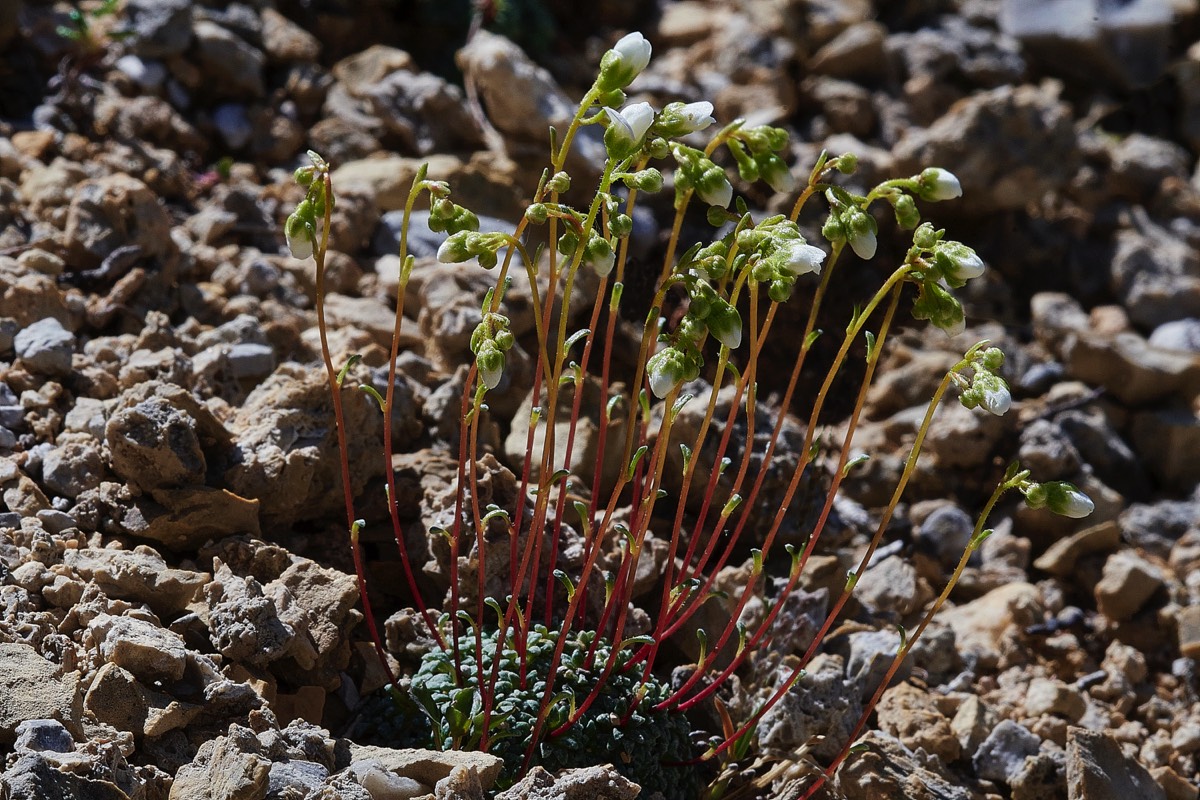 Saxifrage Sp - Col d