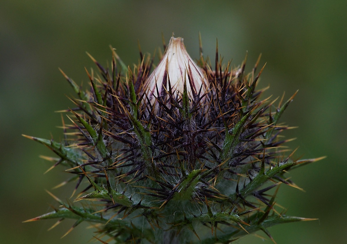 Carline Thistle - Foulden Common 25/07/22