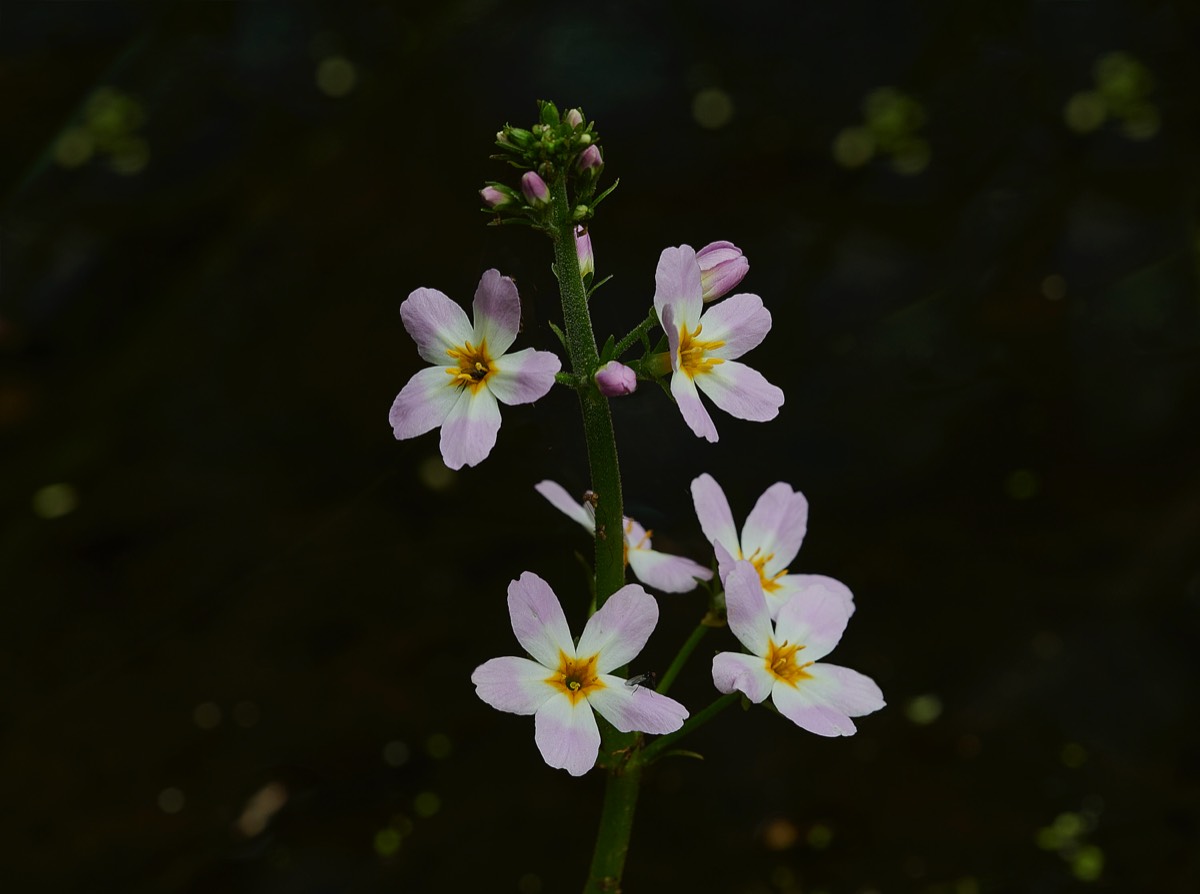 Water Violet - Frost