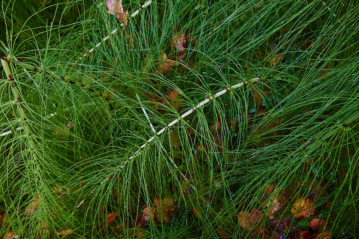 Great Horsetail - Scarrow Beck 22/11/22