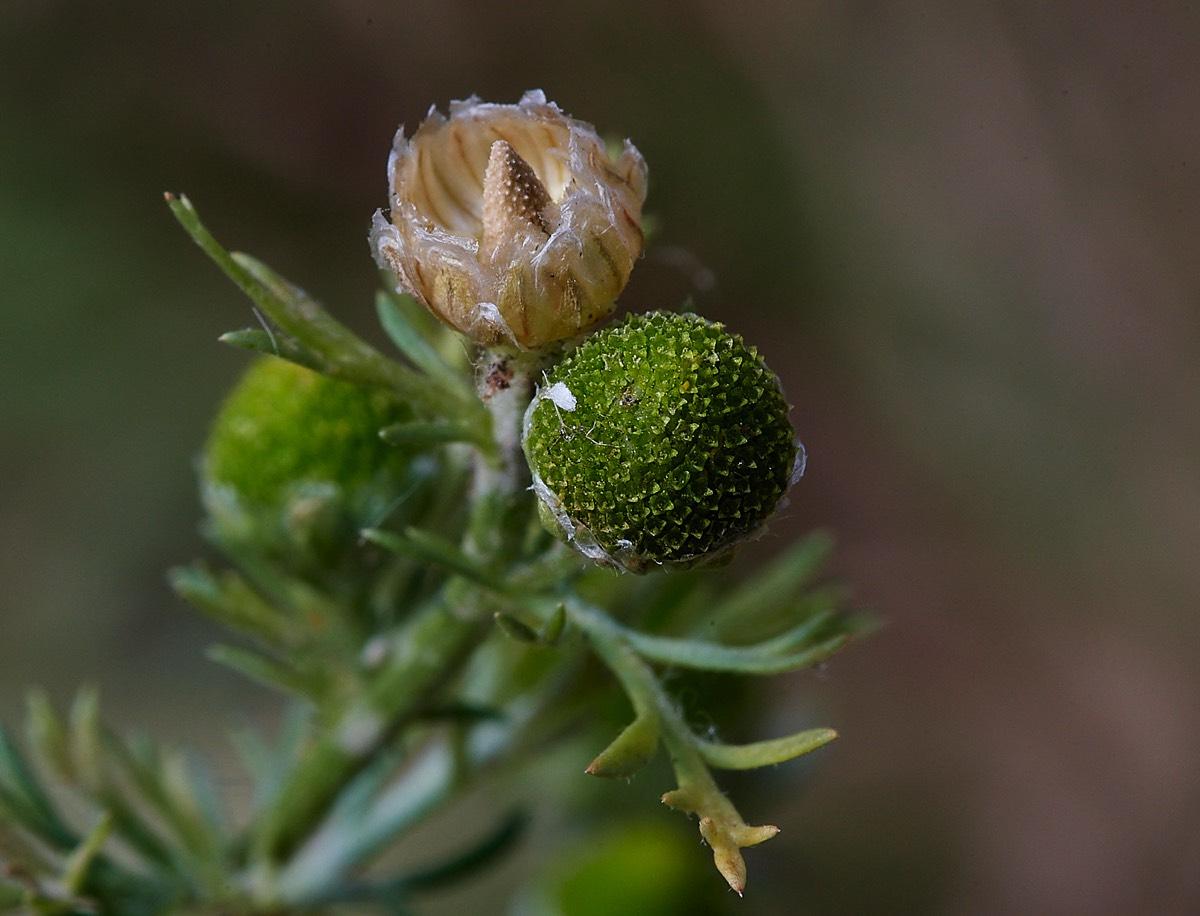 Pineapple Weed - Foulden Common 25/07/22