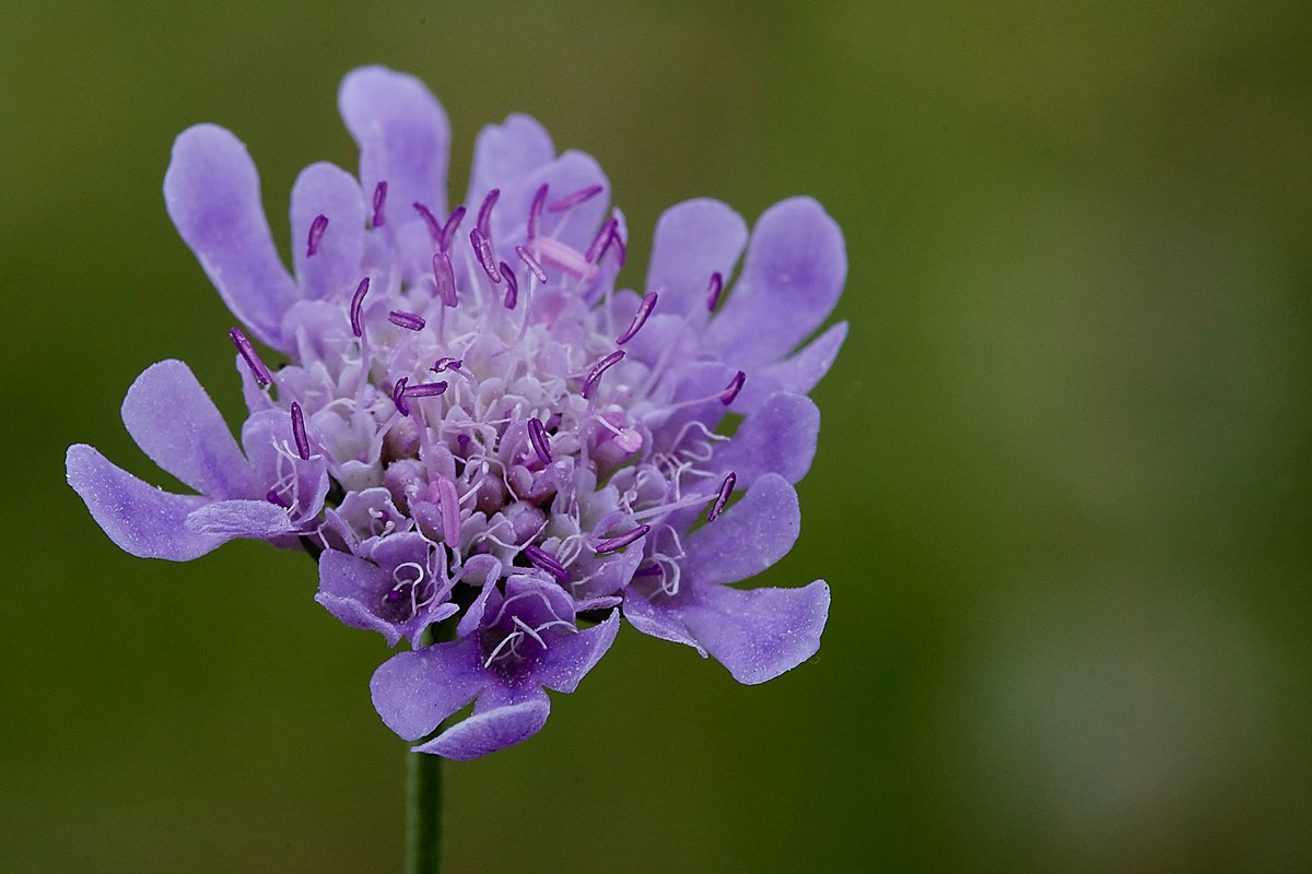 Small Scabious - Foulden Common 25/07/22