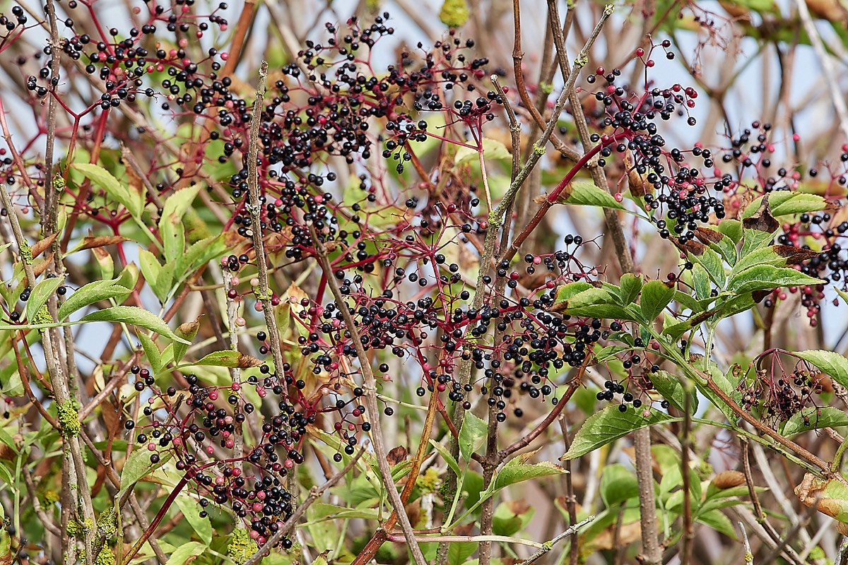 Elder berries - Gramborough Hill 09/09/22