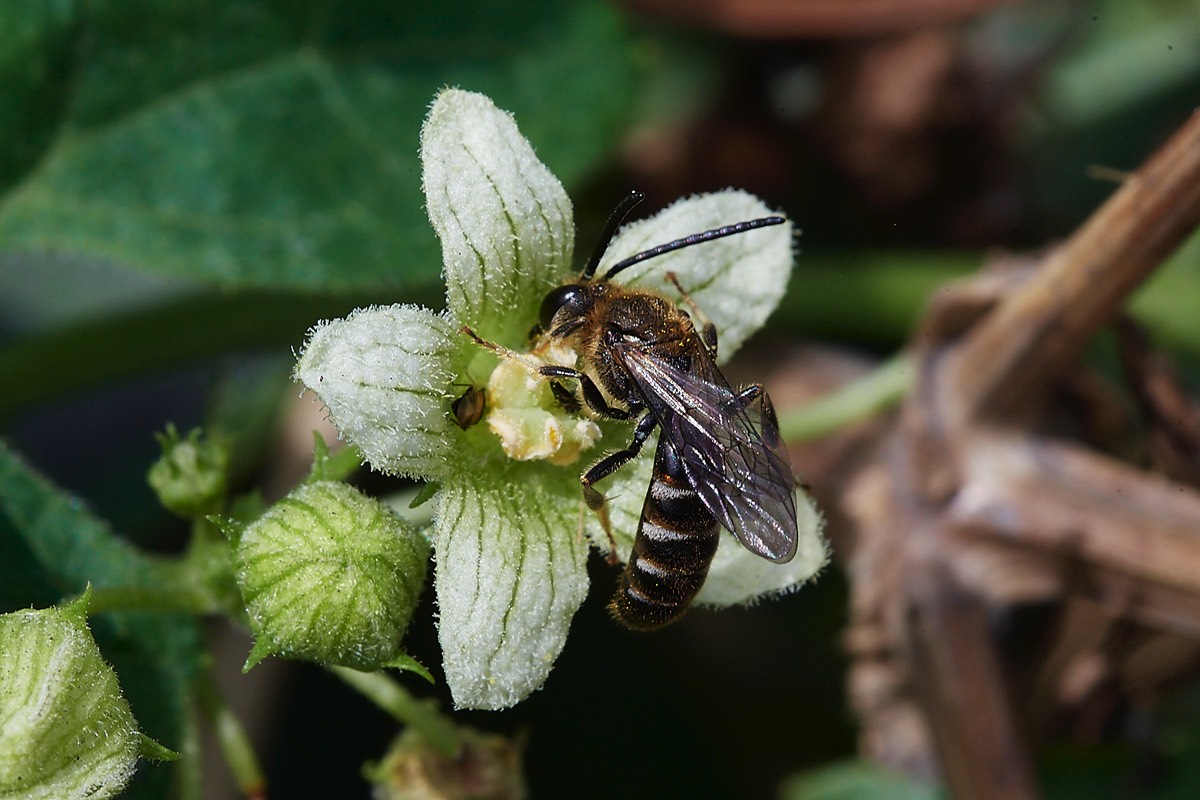 Common Furrow Bee - Weybourne 04/08/22