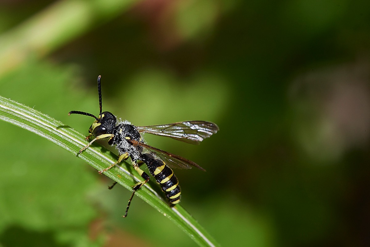 Sand Tailed Digger Wasp - Thorpe Marshes 02/08/22
