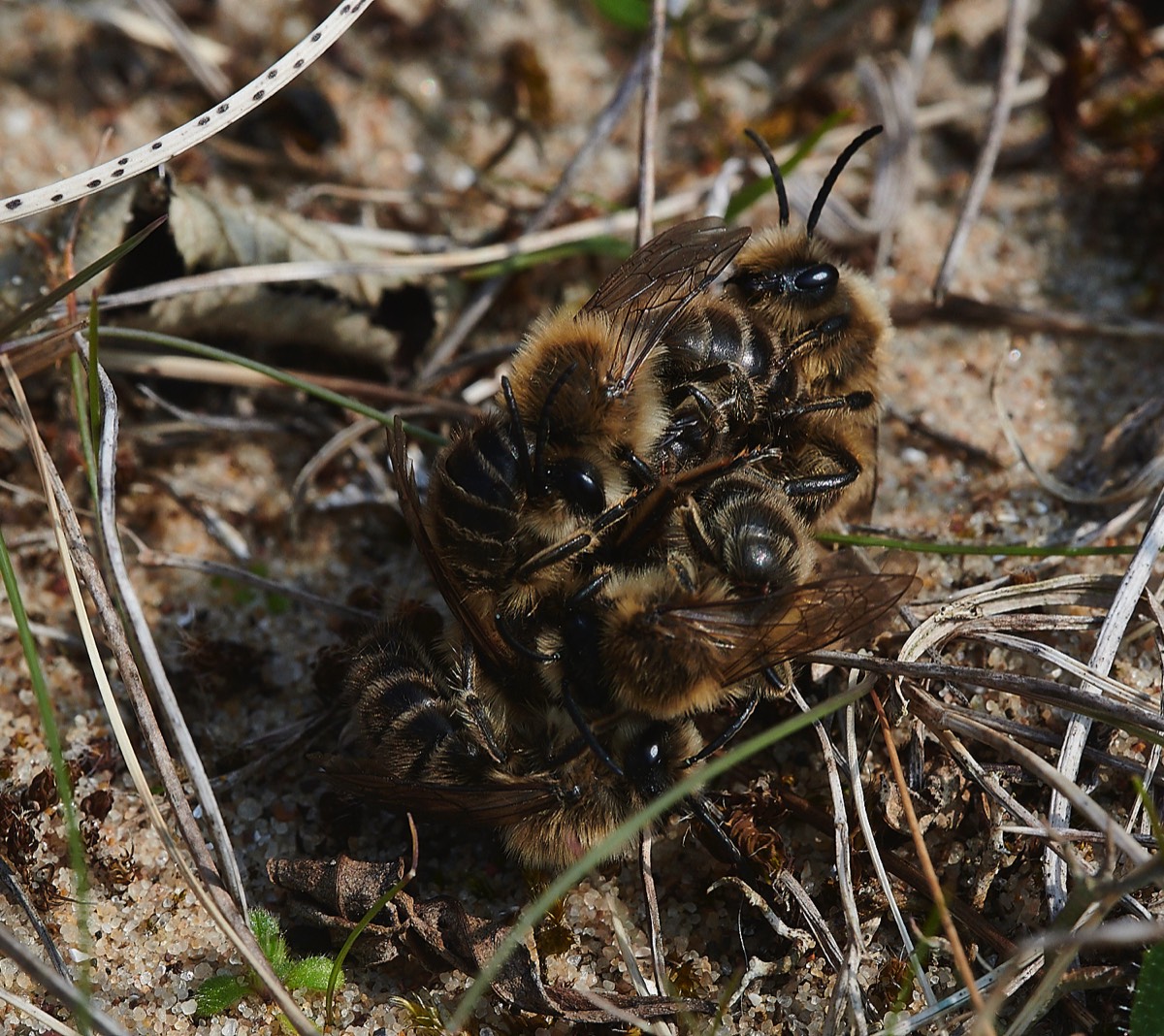 Early Colletes - Holkham Dunes 23/03/22
