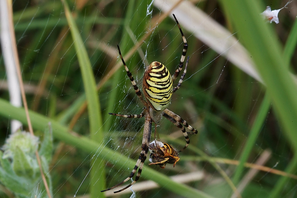 Wasp Spider - Foulden Common 25/07/22
