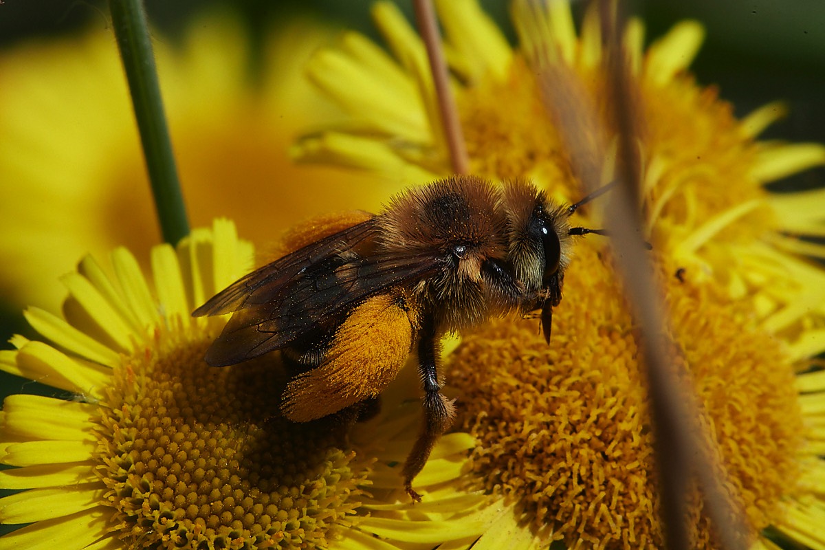 Pantaloon Bee - Sweet Briar Marsh 28/07/22