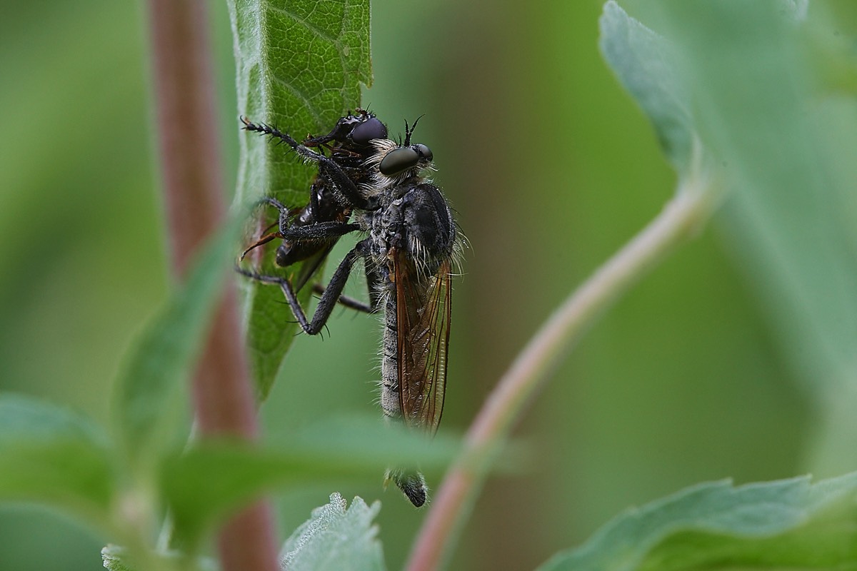 Robber Fly - Foulden Common 25/07/22