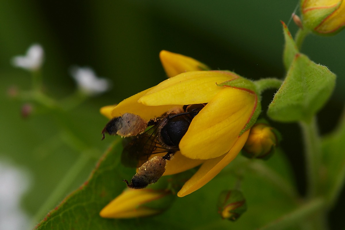 Yellow Loosestrife MIning Bee  - Wheatfen 12/07/22