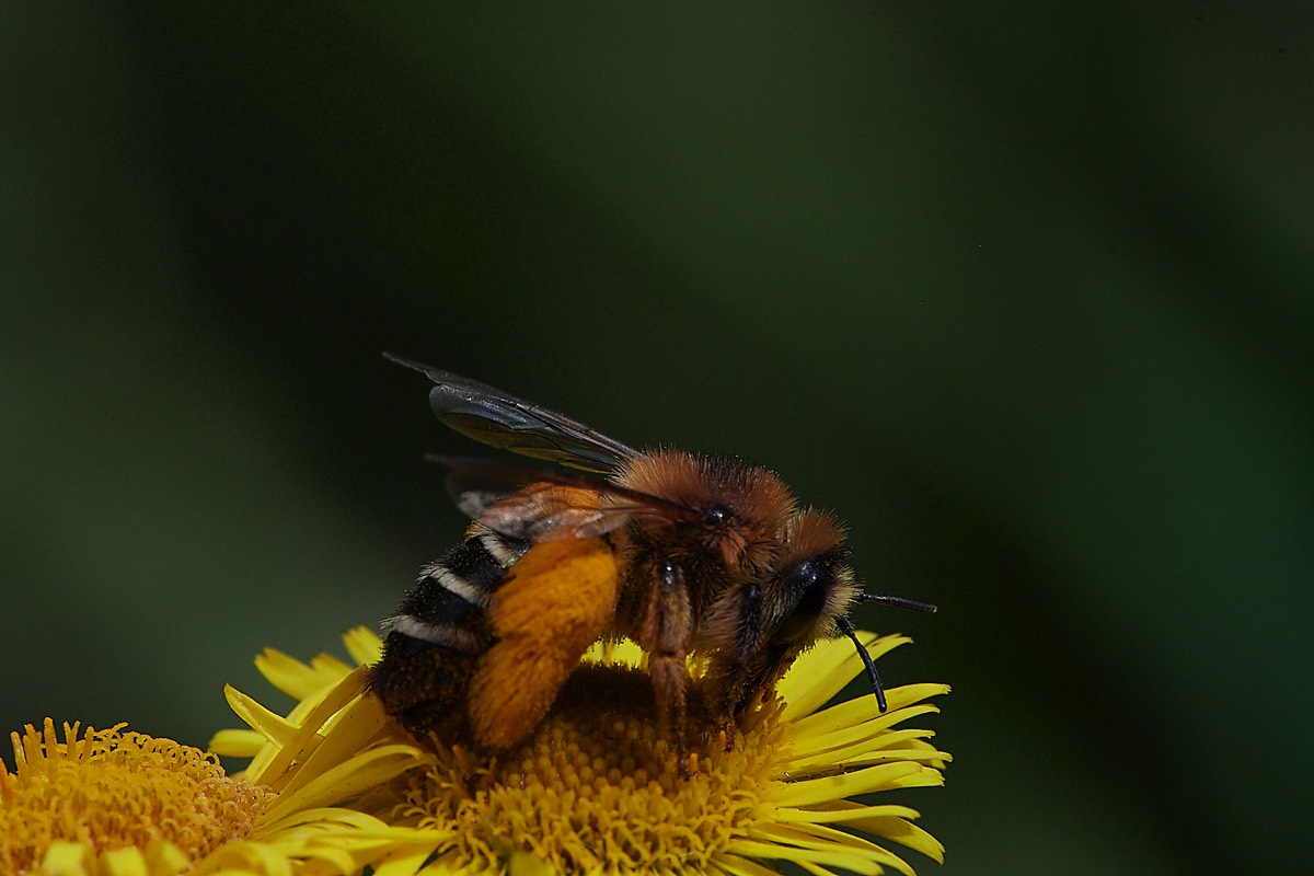Pantaloon Bee - Sweet Briar Marsh 28/07/22