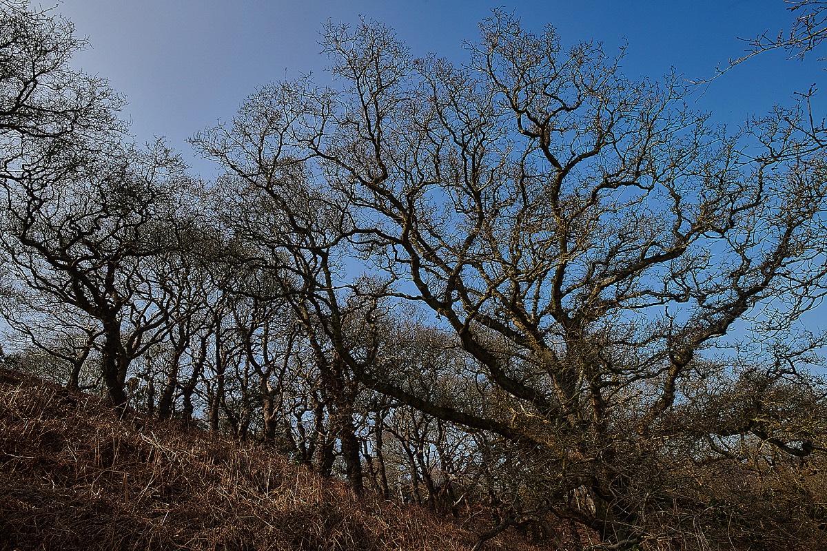 Oak on East side of Kelling Heath - 22/03/22