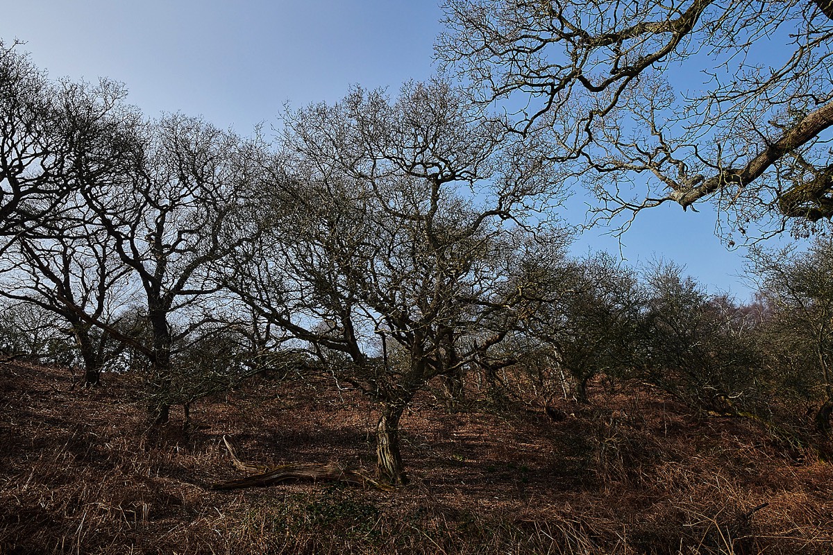 Oak on East side of Kelling Heath - 22/03/22