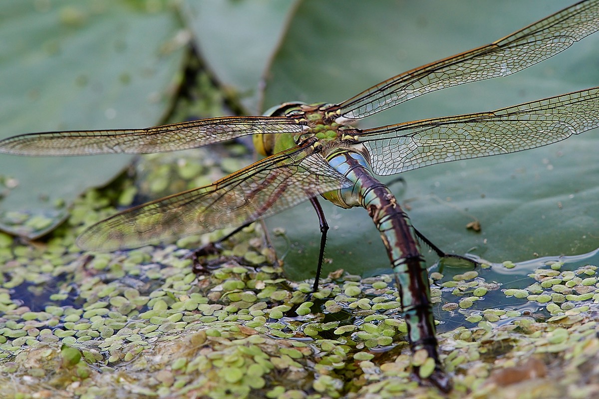 Emperor Dragonfly - Blickling 26/06/22