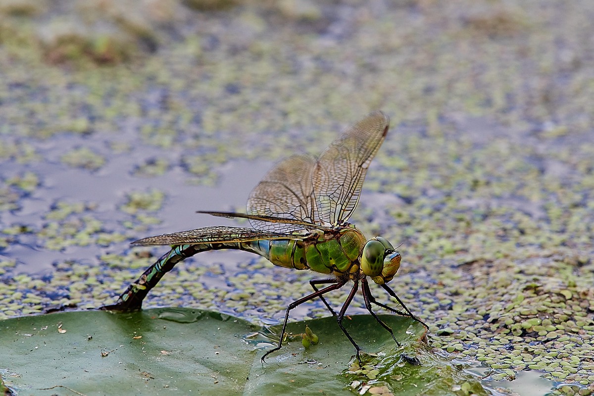 Emperor Dragonfly - Blickling 26/06/22