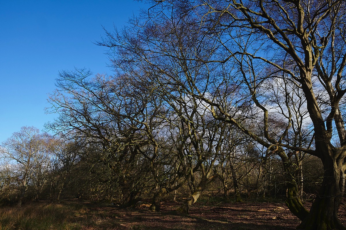 Hornbeam & Oak hedge line - East Wretha