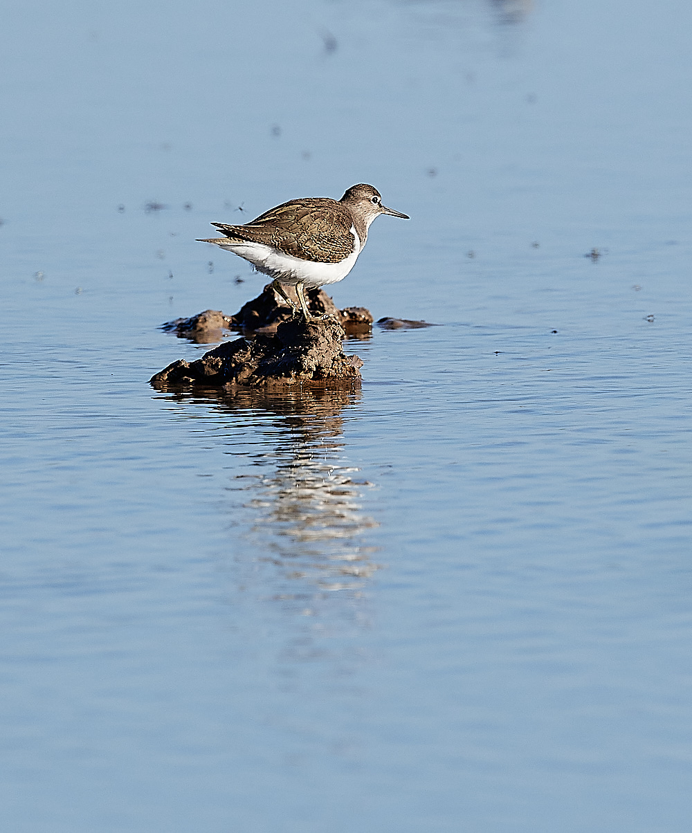 CleyCommonSandpiper110822-1
