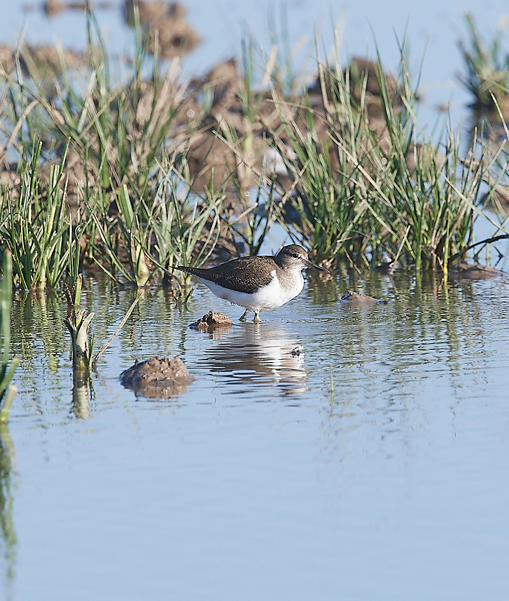 CleyCommonSandpiper110822-2