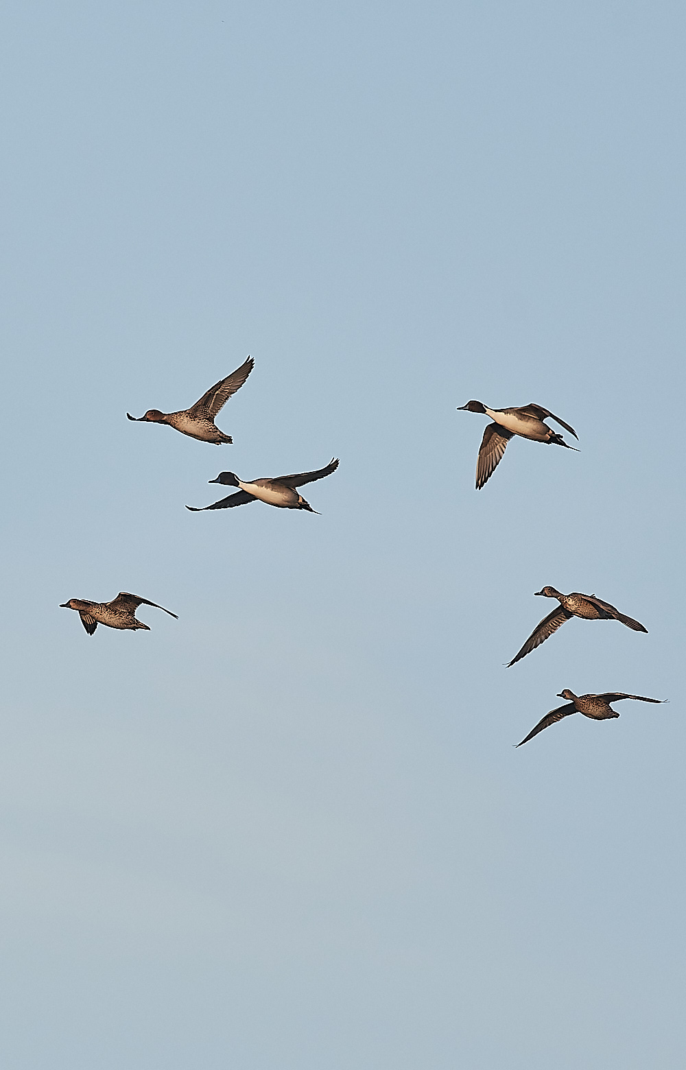 CleyPintail301122-3