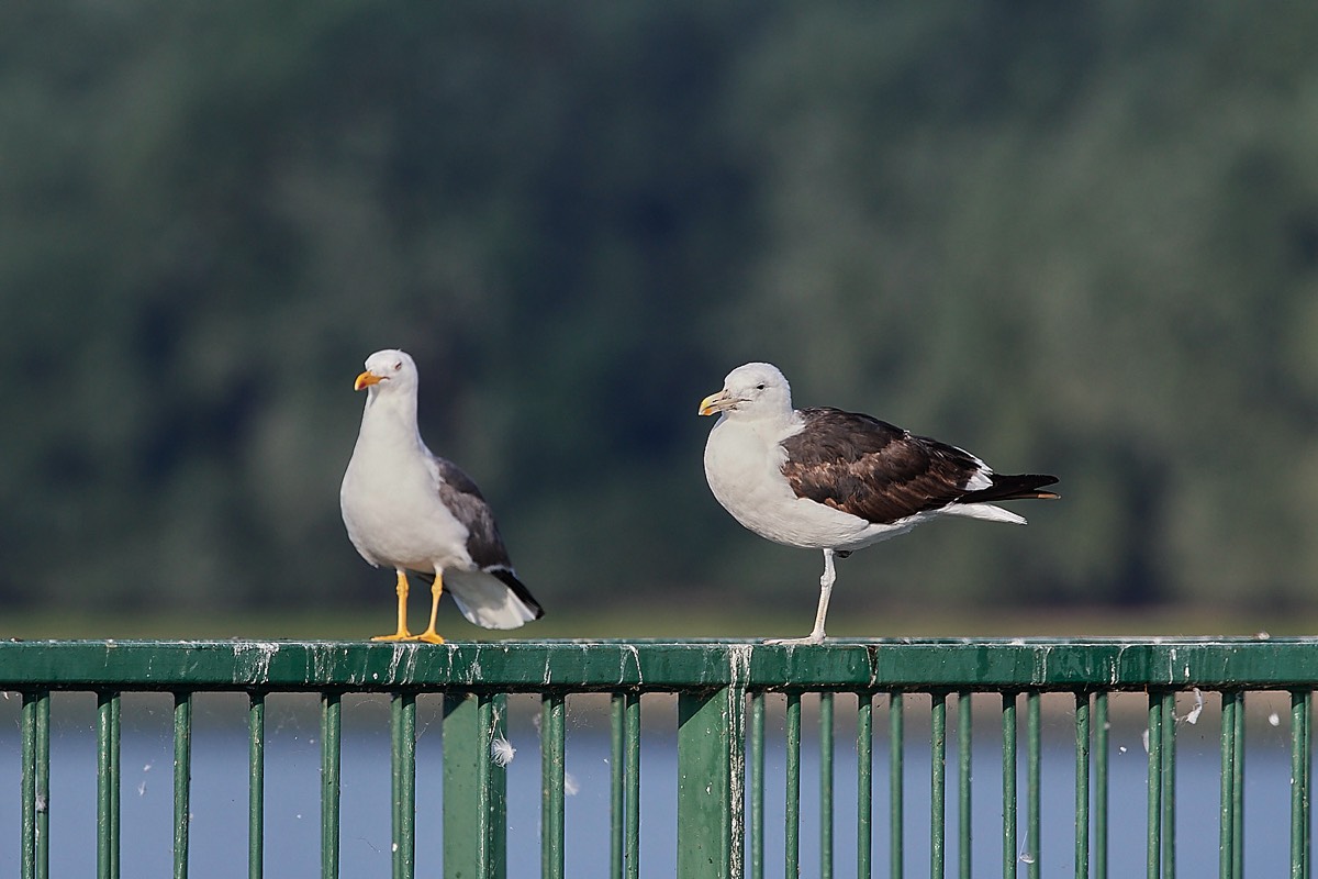 Yellow-legged Gull & Cape Gull - Grafham Water 09/08/22 