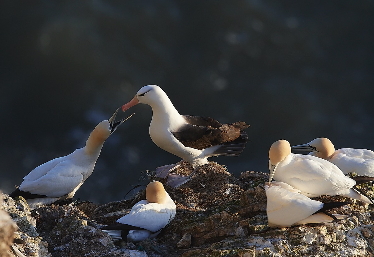 Black-browed Albatross - Bempton Cliff 10/04/22