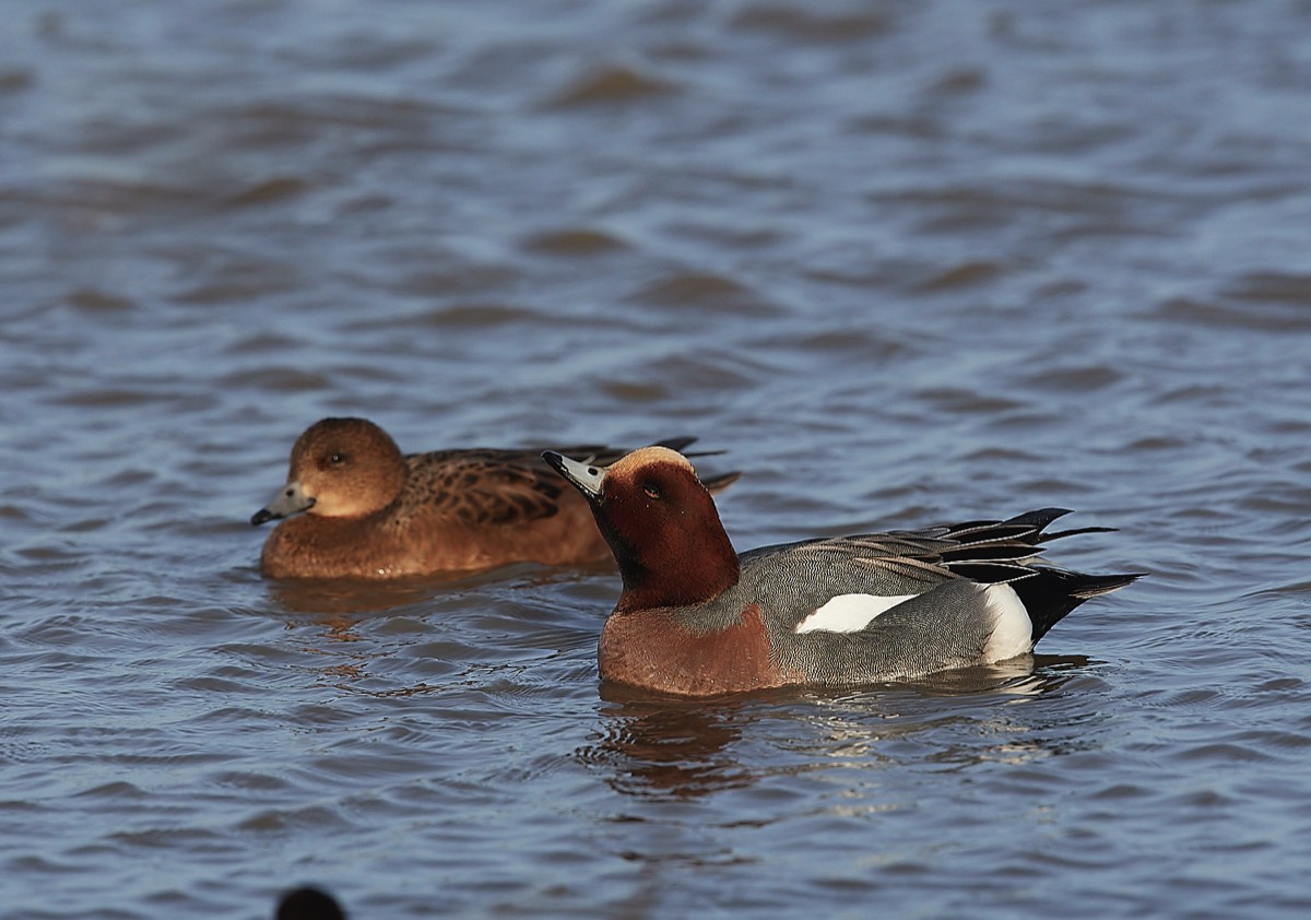 Wigeon - Cley 01/02/22