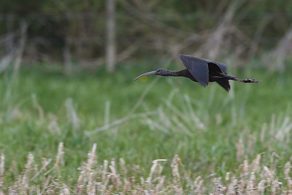 Glossy Ibis - Earlham Marsh 18/04/22