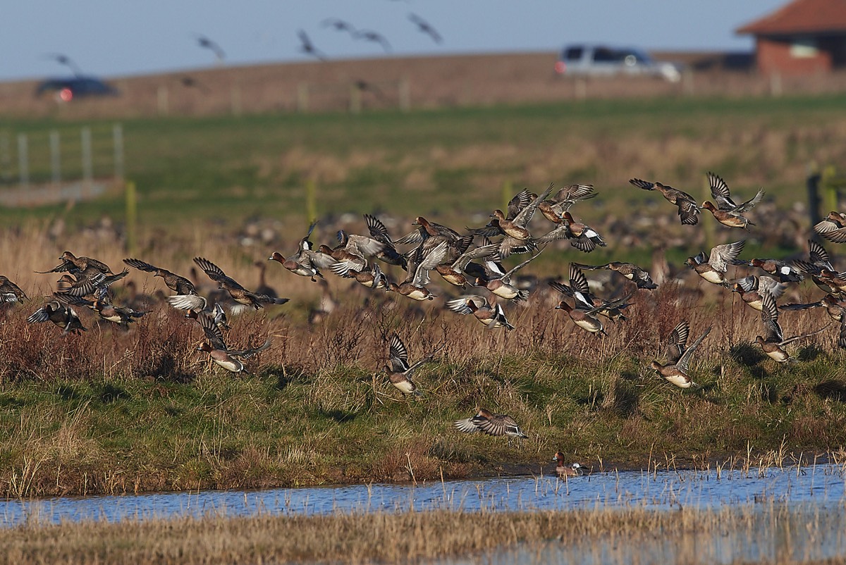 Wigeon - Cley 21/02/22