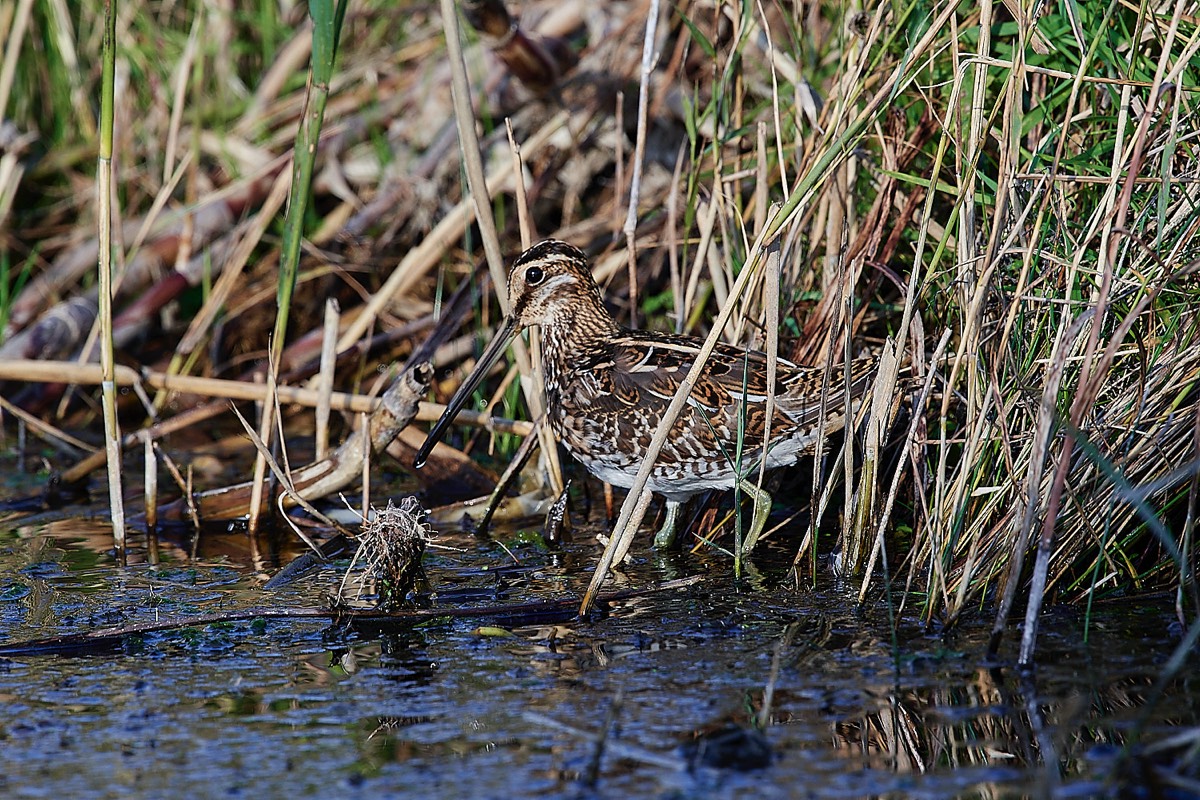 Snipe - Cley 27/10/22