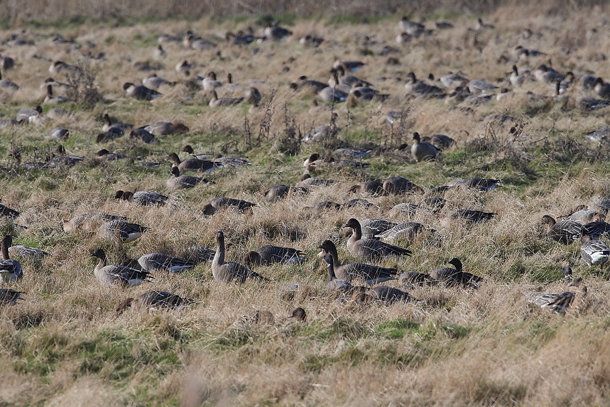 Pink Footed Goose - Blakeney Freshes 07/02/22