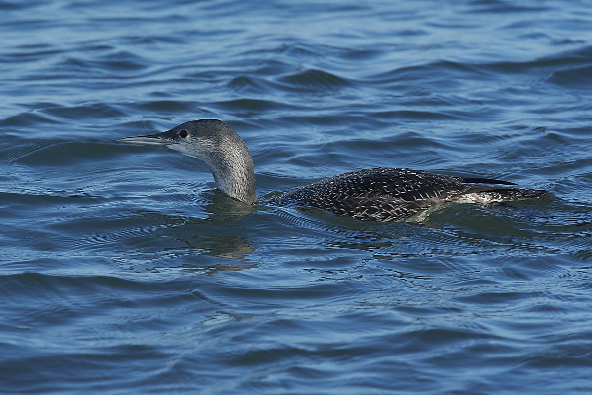 Red Throated Diver - Blakeney Point 31/10/22