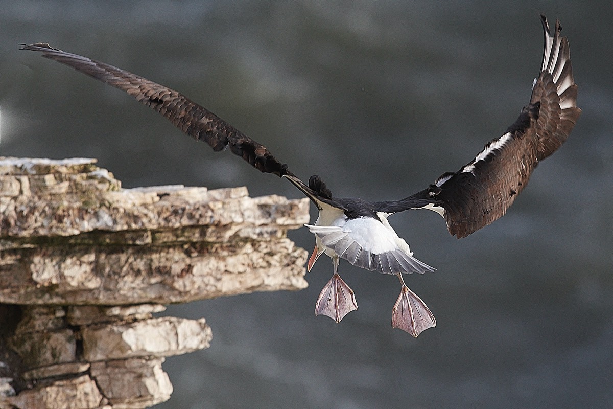 Black-browed Albatross - Bempton Cliffs 09/04/22