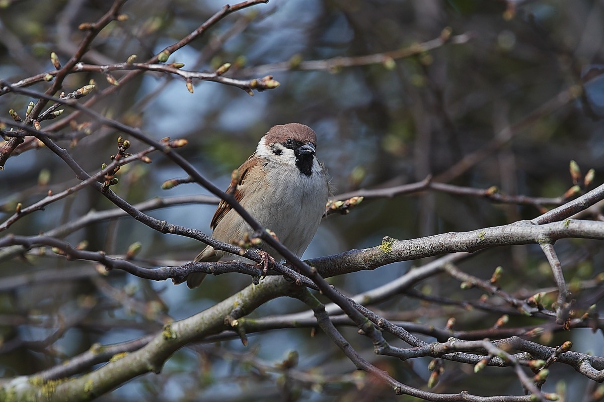 Tree Sparrow - Bempton Cliffs 08/04/22