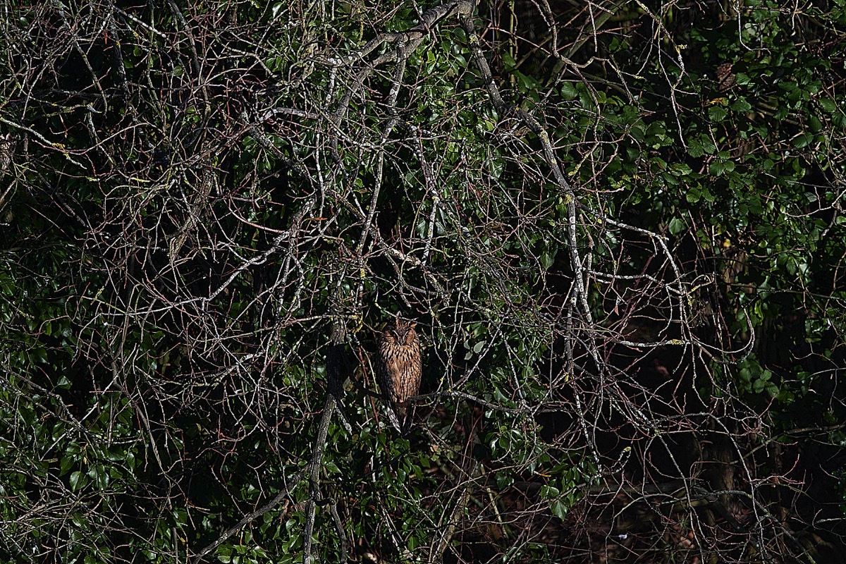 Long Eared Owl - Deeping St James 13/01/22