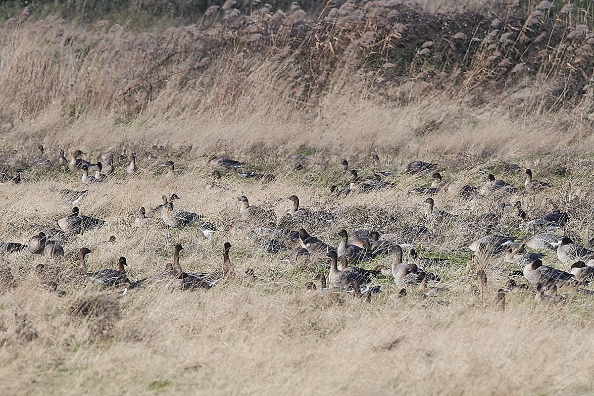 Pink Footed Goose - Blakeney Freshes 07/02/22