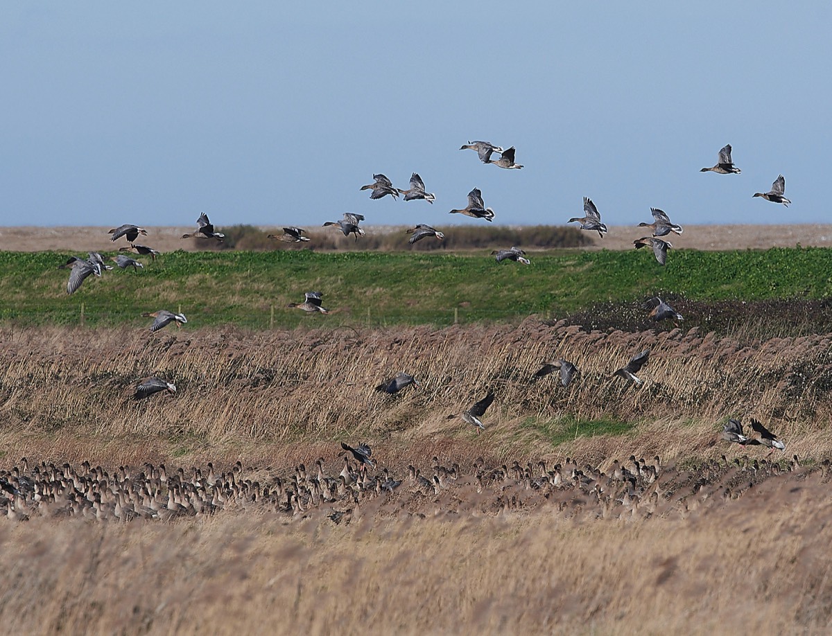 Pink Footed Goose - Blakeney Freshes 08/02/22