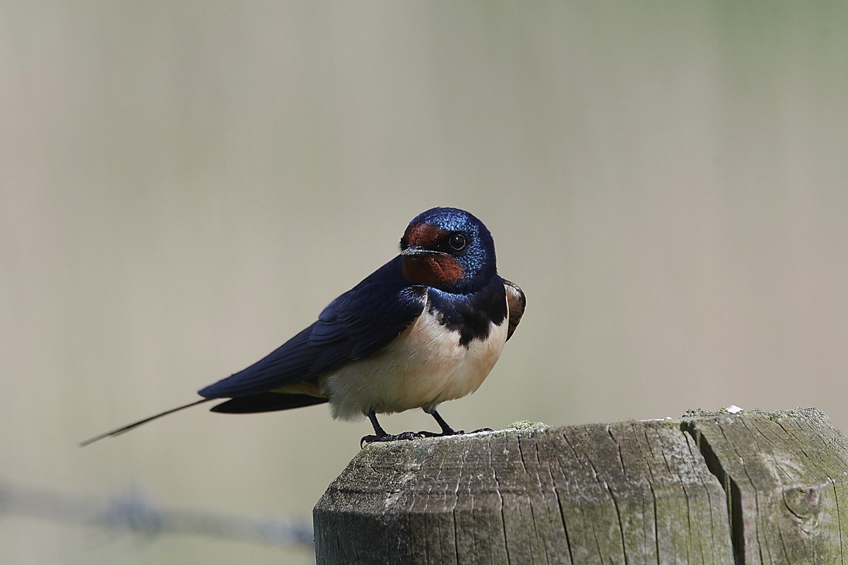 Swallow - Cley 09/05/22