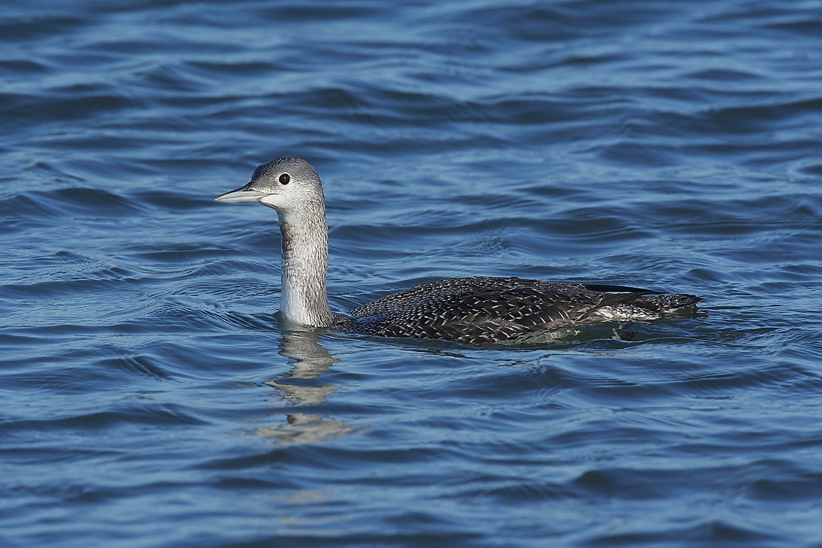 Red Throated Diver - Blakeney Point 31/10/22