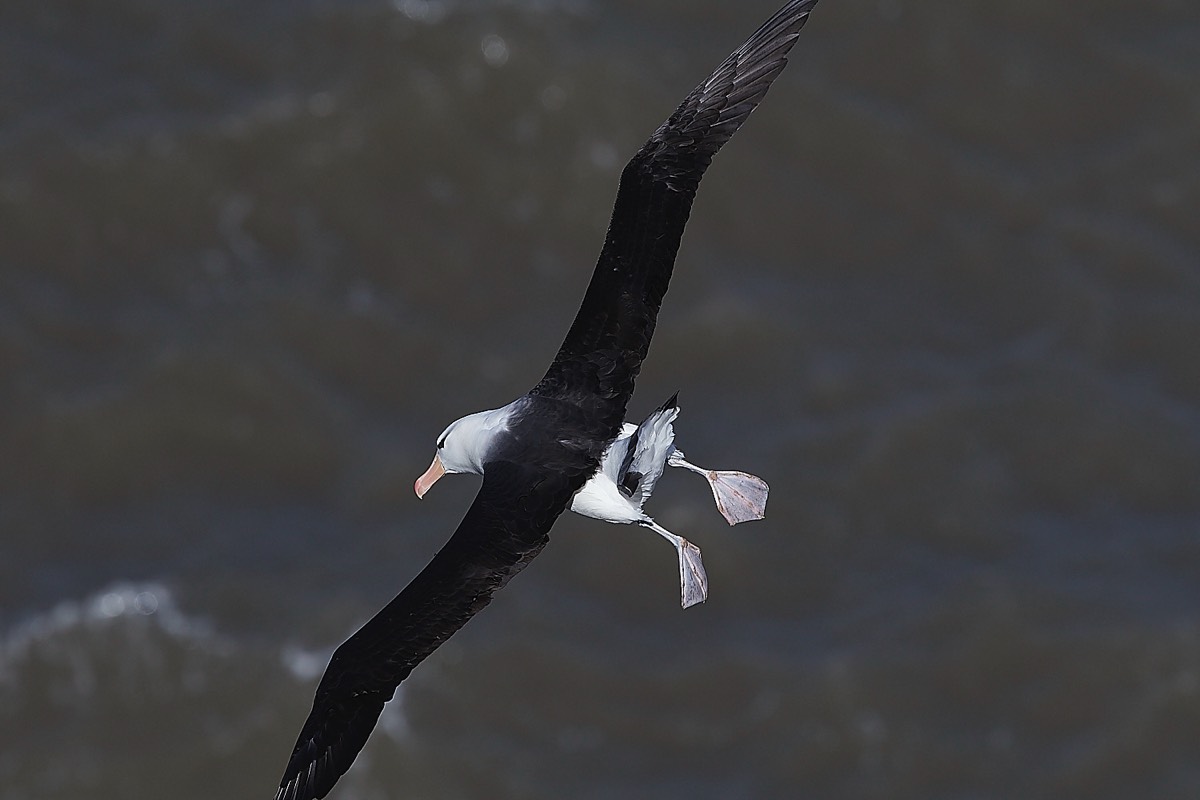 Black-browed Albatross - Bempton Cliffs 08/04/22
