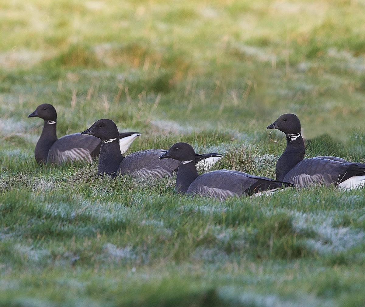 Brent - Cley 06/01/22