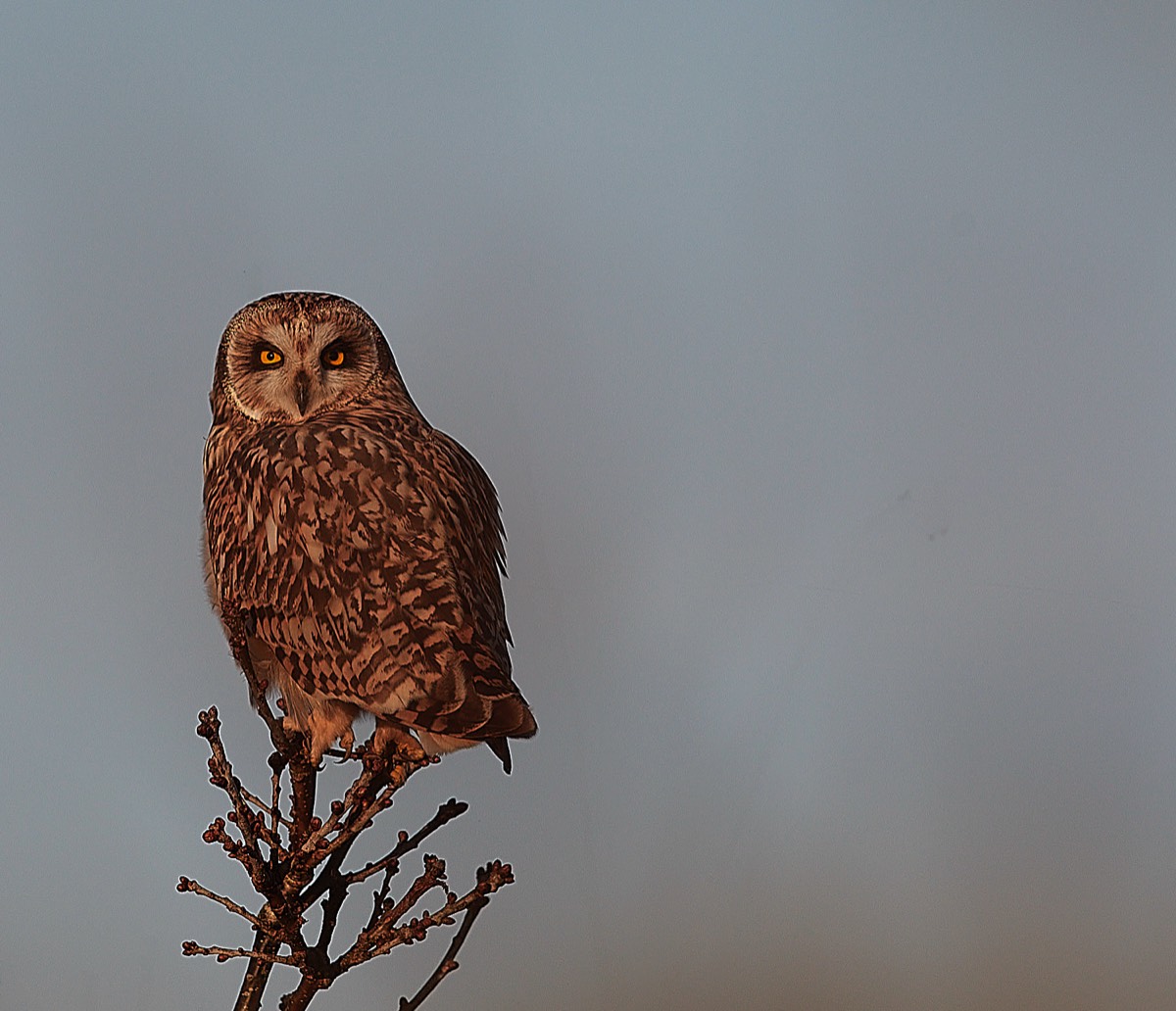 Short Eared Owl - Winterton 14/01/22