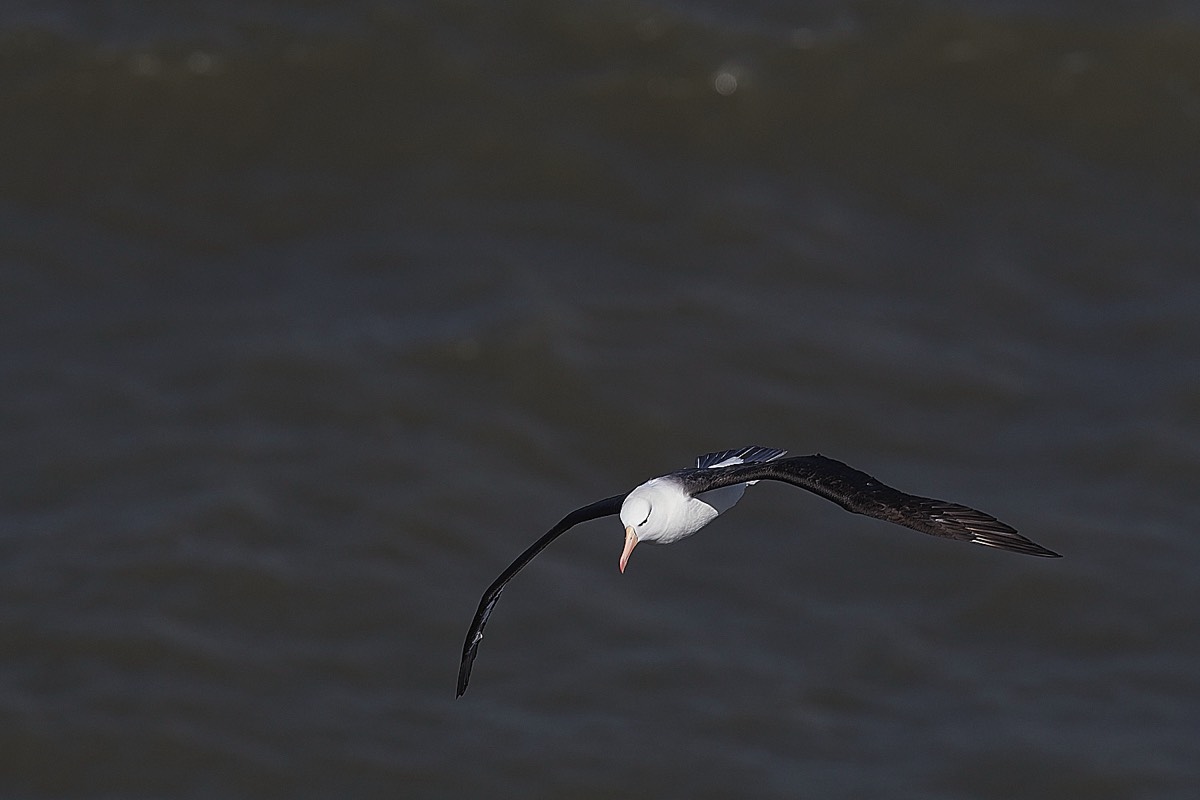 Black-browed Albatross - Bempton Cliffs 08/04/22