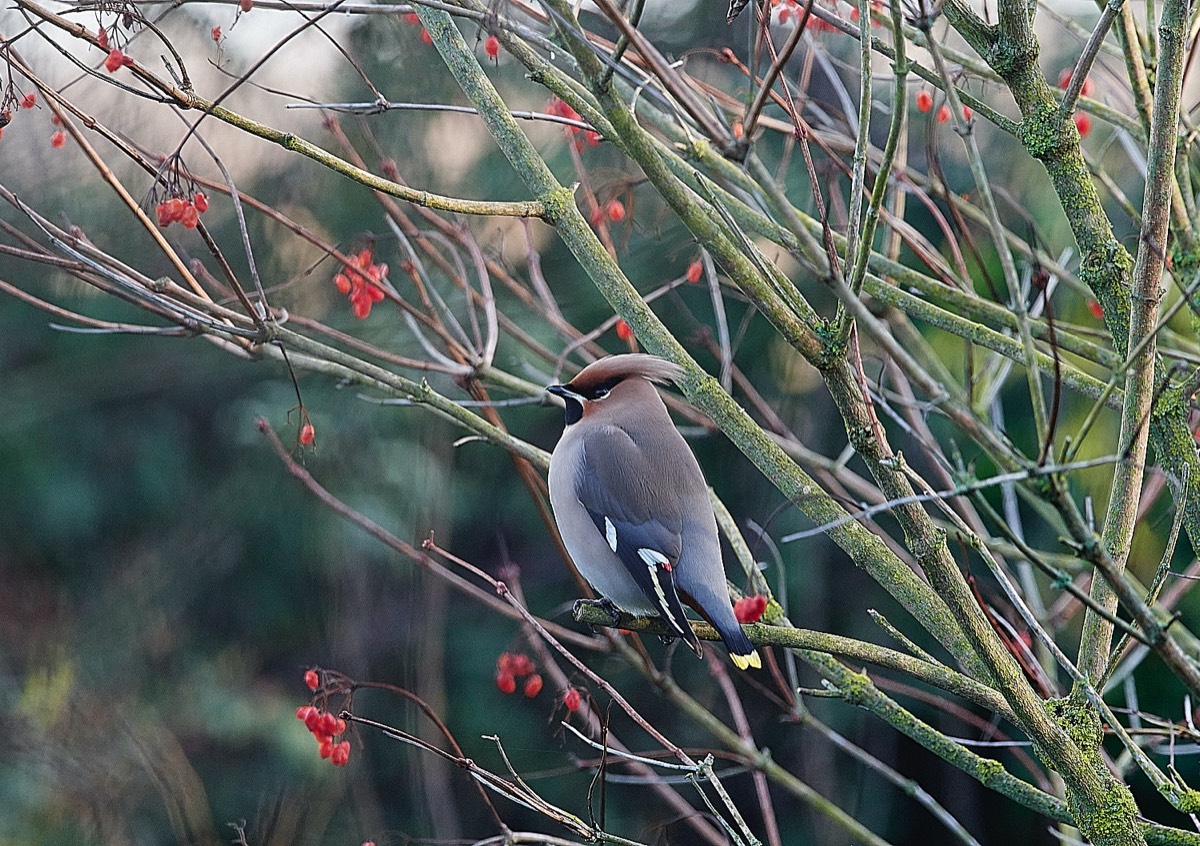 Cley - Waxwing 12/01/22