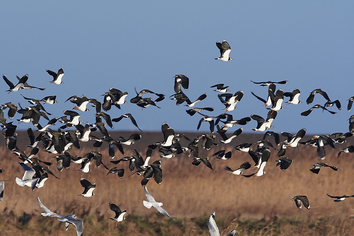 Lapwing - Cley 21/02/22