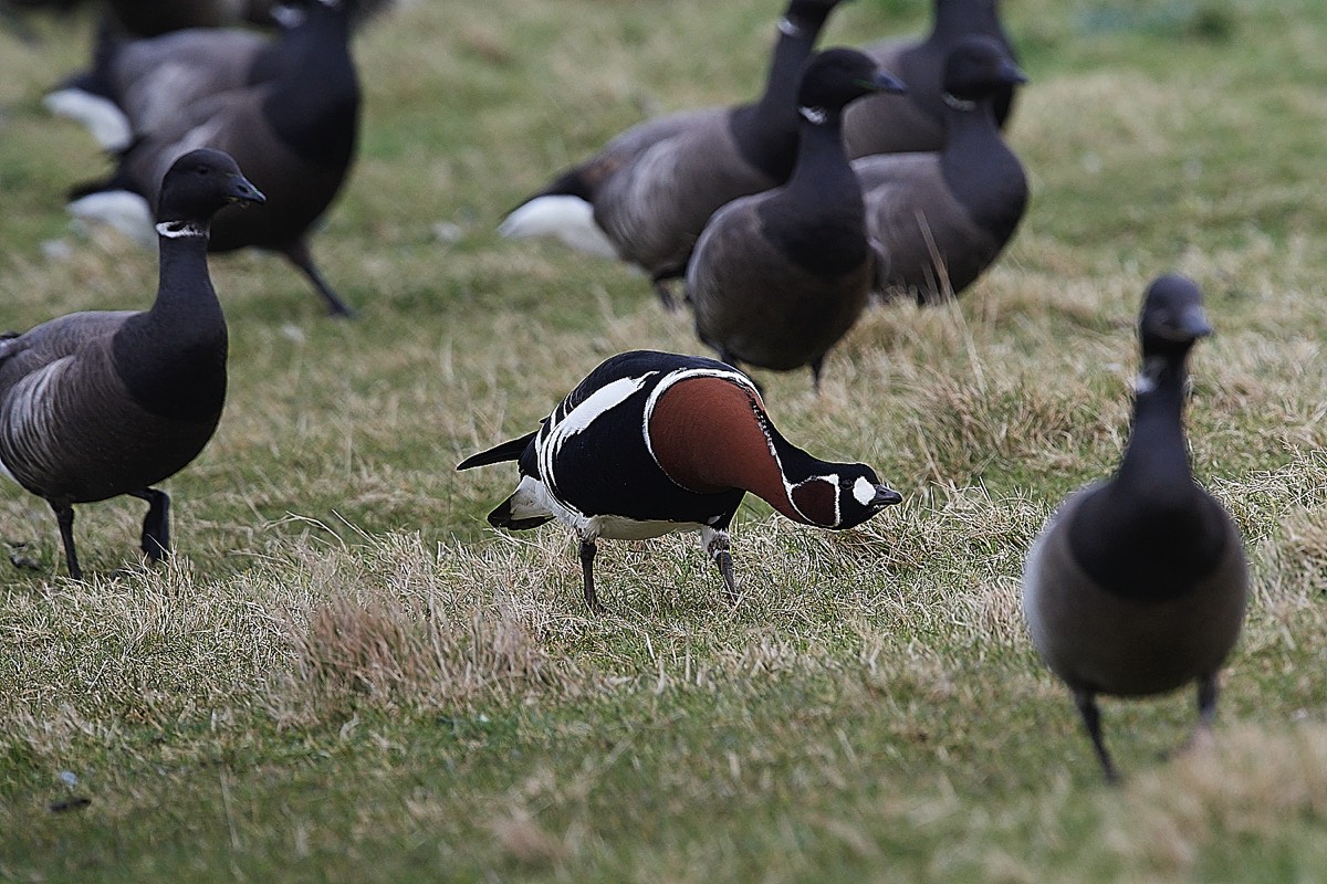 Red Breasted Goose - Cley 11/03/22