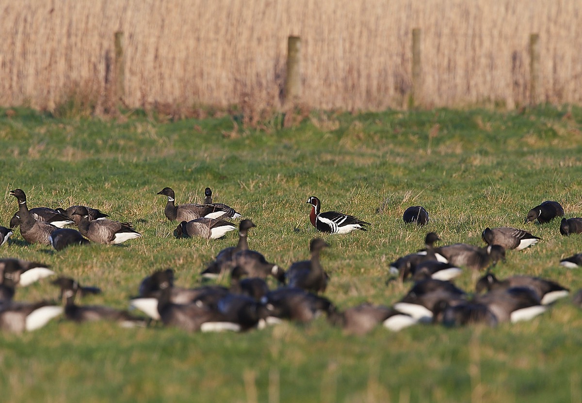 Red breated Goos - Cley 24/02/22