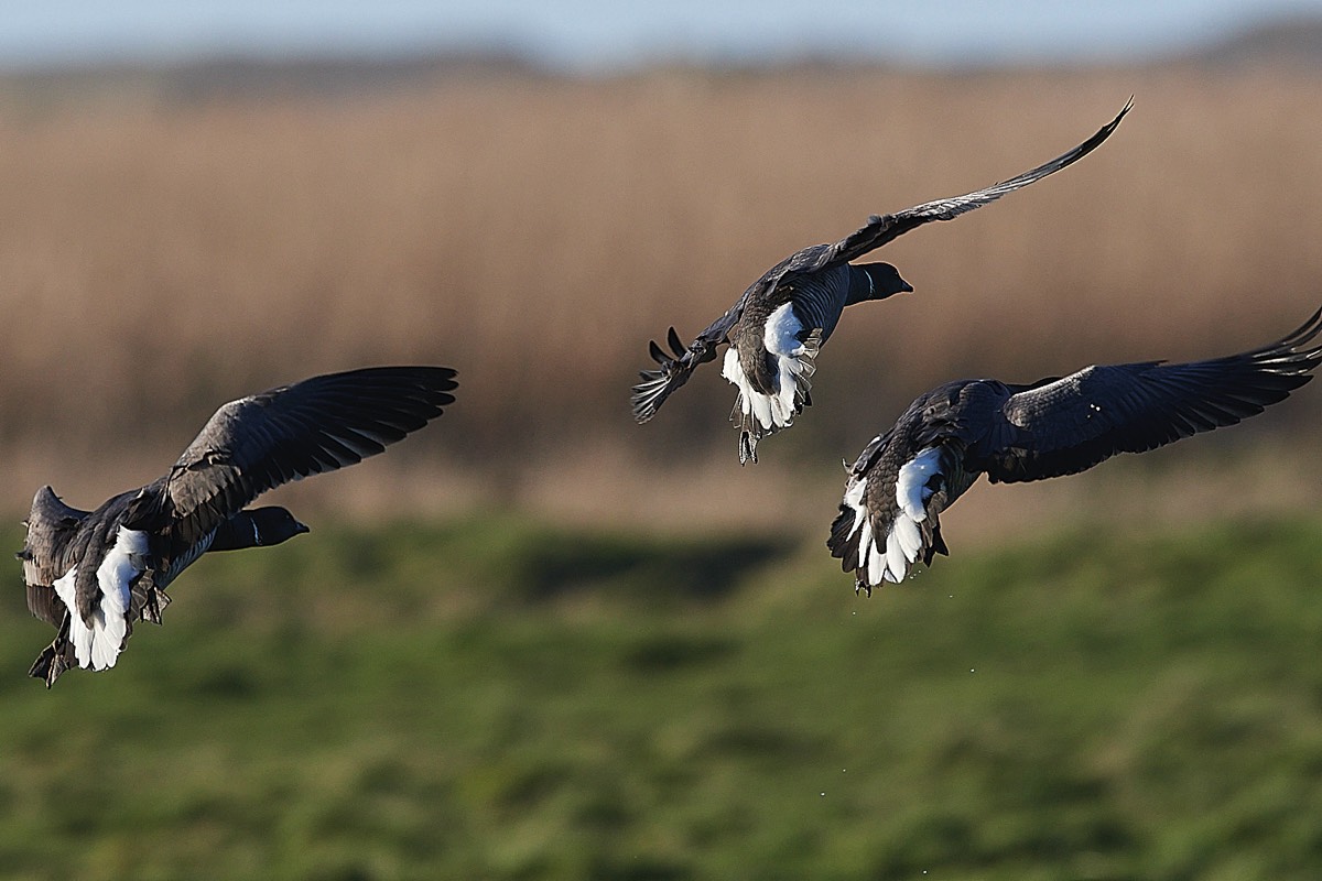 Brent - Cley 25/02/22